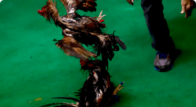 mnlbet bet types 3 cockfighting