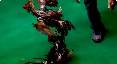 mnlbet bet types 3 cockfighting