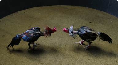 mnlbet games 2 cockfighting