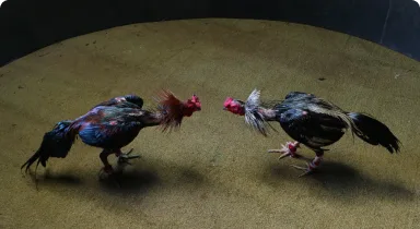 mnlbet games 2 cockfighting